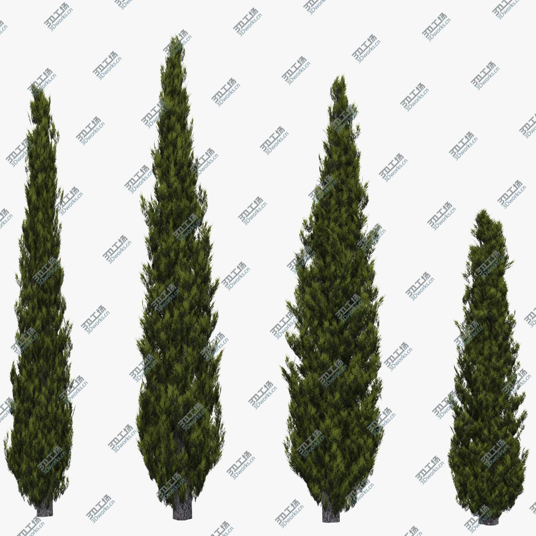 images/goods_img/202105074/Italian Cypress 2/1.jpg